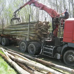 Kastanjehoutstammen – lading van 50 m³